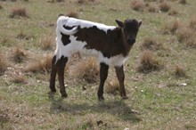 RJF TWO STEP - B CALF - Tag 803