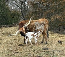 RJF CHERRY COKE X JBR HIGH VOLTAGE