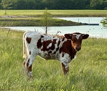 RHF SHARP  KELLY GIRL X JAMMIN TEX (H) TAG 1224