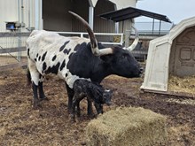 LC Hershey Snickers x RM Checkered Flag 