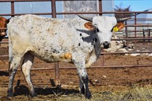 JBR 24 KARAT X  RJF ILLINI COWBOY (H)