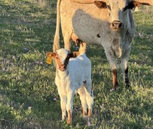 #2587 HR Moonbeam x RJF Breaking Bad (b)