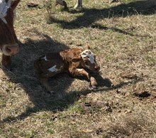 RJF MERCY ON ME X TOMBSTONE 201 TAG 2603