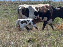 LC BRINDLIZM X TK LEE (H) TAG 504B