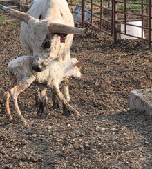 BAR R ENCHANTED ROSE X WARRIOR HR (h) TAG 508