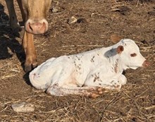 BAR R MIDWEST MERMAID X COUNTY LINE 222 TAG 509 (B