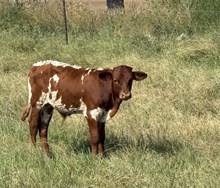 WSR BIG TIMBER X RIVERFORKS TOP NOTCH (B) 