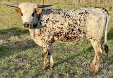 PCC American Lady