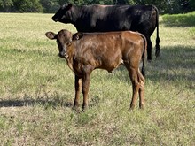 Tombstone 201 x Bar R Peppermint Joy Heifer