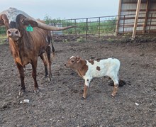 JBR BIG NOSE KATE X RJF ILLINI COWBOY (B)