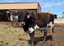 BERETTA HOLLOW POINT X COUNTY LINE 222 (B) TAG 503