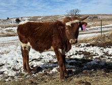 HUBBELLS 20 PLUS X COUNTY LINE 222 (B) 