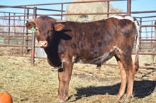 JAMMIN TEX X CINCO CINCA CB Tag 306