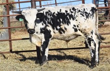 TOMBSTONE 201 X JBR AMERICAN HEARTLAND TAG 301