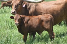 LL Lil Red Pistol x County Line 222 (b) 5.2.25