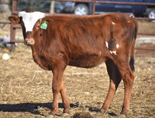 TOMBSTONE 201 X JBR LADY LIBERTY TAG 307