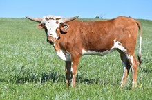 101 Cowboy Grande x Star Bright