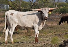 CANTERA TEJAS DIAMOND
