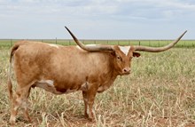 TS Texas Gail