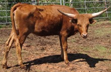 Dodge City Cowgirl CPL