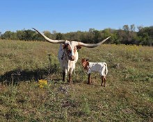 GLR MONACO'S GRAND LADY X SHERIDAN GLR (H)