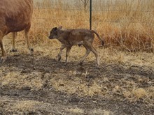 TOMBSTONE 201 X NETTIE 1855 TAG 305