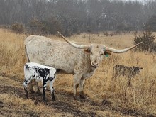 TOMBSTONE 201 X JBR AMERICAN HEARTLAND TAG 302