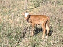 TOMBSTONE 201 X JBR LADY LIBERTY TAG 307