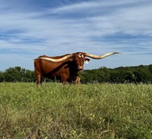 SL COWBOY'S VIDA