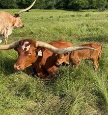 SL COWBOY'S VIDA X SL THE UNDERTAKER (H) TAG 2512
