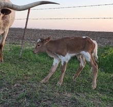 BAYOU SAGE X TCR KANSAS COWBOY (H)