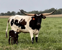 DSF Tuffs Storm Calf