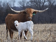 CANTERA'S ALMOST FAMOUS