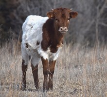 GLR MONACO'S GRAND LADY X SHERIDAN GLR (H)