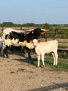 WKH Queen Deluge Calf