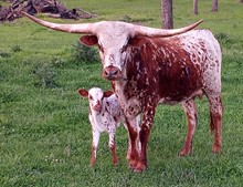 TP Cow Girl