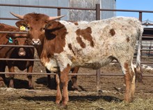  JBR/SL VIVIAN TAG 500